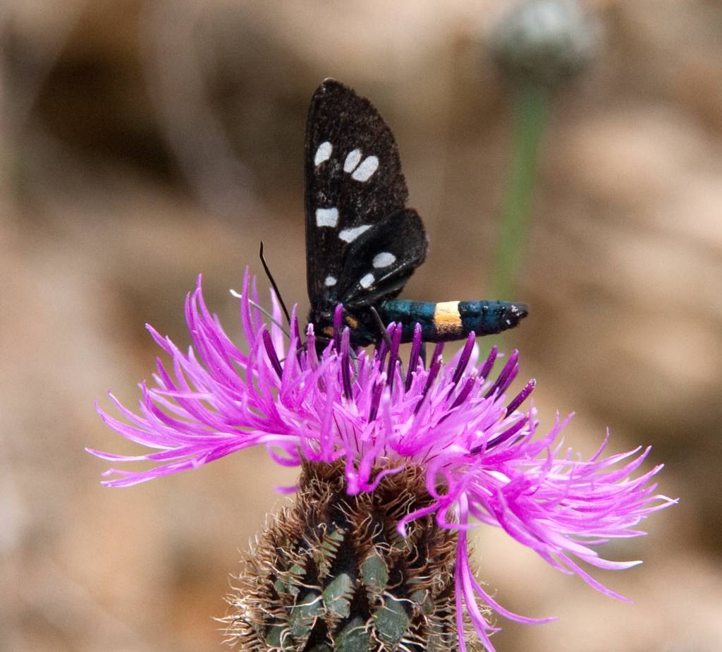 aiuto per identificazione- Amata phegea